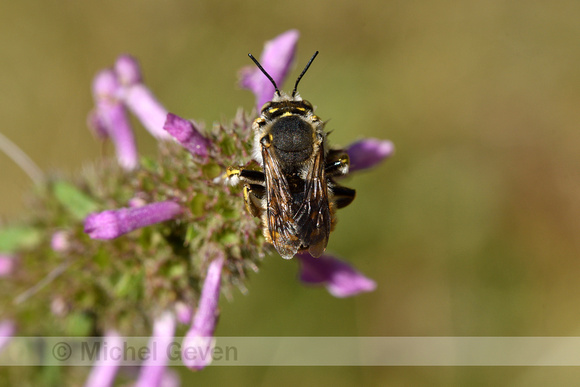 Grote wolbij; European Wool Carder Bee; Anthidium manicatum;