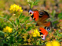 Inachis io; Dagpauwoog; European Peacock butterfly
