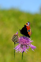Dagpauwoog; Inachis io; Peacock Butterfly