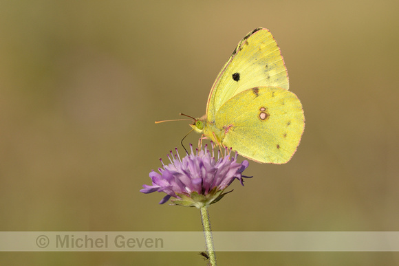 Gele Luzernevlinder; Pale Clouded Yellow; Colias hyale;