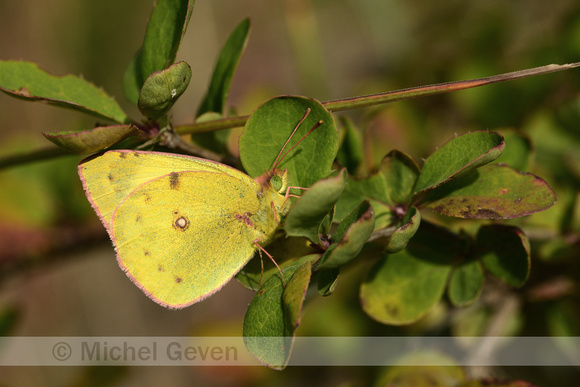 Gele luzernevlinder; Pale clauded yellow; Colias hyale