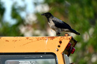 Bonte Kraai; Hooded Crow; Corvus cornix