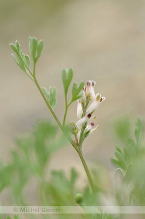 Kleine Duivenkervel; Fine-leaved Fumitory; Fumaria parviflora