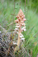 Walstrobremraap; Orobanche caryophyllacea;Clove-scented Broomrap