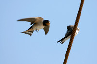 Boerenzwaluw; Barn Swallow; Hirundo rustica