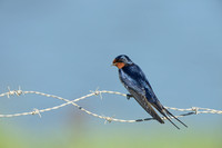 Boerenzwaluw; Barn Swallow; Hirundo rustica