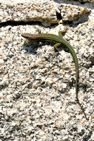 Tyrrheense Muurhagedis; Tyrrhenian Wall Lizard; Podarcis tiliguerta