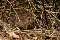 Konijn; Rabbit; Oryctolagus cuniculus