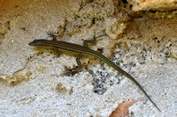 Tyrrheense Muurhagedis - Tyrrhenian Wall Lizard  Podarcis tiliguerta