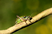 Western Alpine Bush-cricket; Anonconotus occidentalis