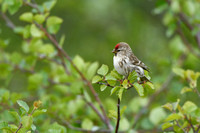 Grote Barmsijs; Common Redpoll; Acanthis flammea flammea