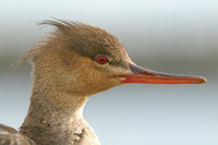 Middelste Zaagbek; Red-breasted Merganser; Mergus serrator