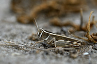Costa's rosevleugel - Eurasian Pincer Grasshopper - Calliptamus barbarus