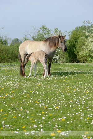 Konik; Polish primitive horse;