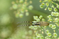 Gewone Distelboktor; Agapanthia villosoviridescens