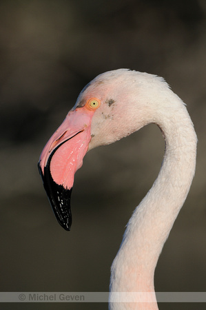 Greater Flamingo; Europese Flamingo; Flamant Rose; Phoenicopterus roseus