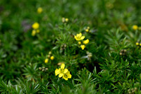 Mossy Whitlow-grass - Draba bruniifolia