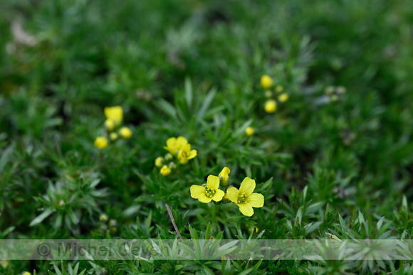Mossy Whitlow-grass; Draba bruniifolia