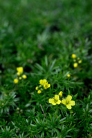 Mossy Whitlow-grass; Draba bruniifolia
