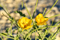 Gele hoornpapaver; Yellow Horned Poppy; Glaucium flavum