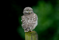 Steenuil; Little Owl; Athene noctua