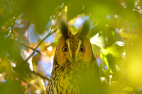 Ransuil; Long-eared Owl; Asio otus;