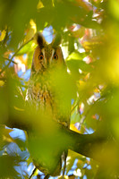 Ransuil; Long-eared Owl; Asio otus;