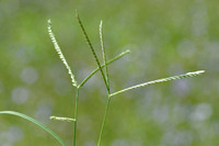 Dallis-grass; Paspalum silatatum