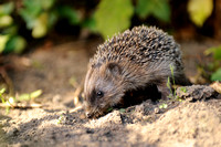 Egel; Hedgehog; Erinaceus europaeus