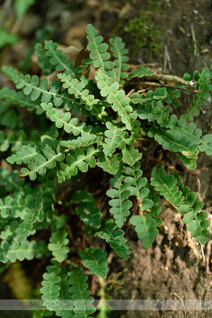 Schubvaren; Rustyback Fern; Asplenium ceterach subsp. bivalens