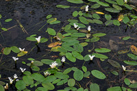 Kaapse waterlelie; Cape pondweed; Aponogeton distachyos