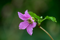 Prachtframboos; Salmonberry; Rubus spectabilis