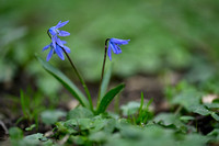 Oosterse sterhyacint; Siberian Squill; Scilla siberica