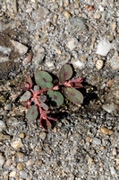 Straatwolfsmelk; Spotted Spruge;Euphorbia maculata