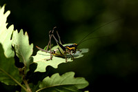 Westelijke zorrosprinkhaan; Chabrier's Marbled Bush-cricket; Eupholidoptera chabrieri