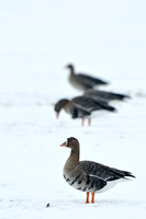 Kolgans; White-fronted Goose; Anser albifrons