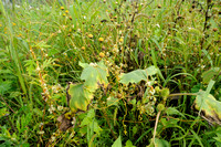 Veldwarkruid;Field Dodder;Cuscuta campestris;
