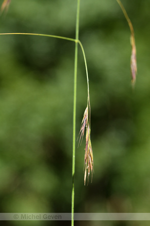 Bosdravik; Lesser Hairy-brome; Bromopsis ramosa subsp. Benekenii