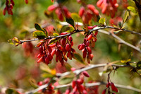 Kruisbes; Gooseberry; Ribes uva-crispa