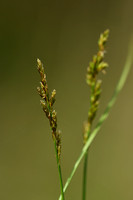 Elzenzegge; Elongated sedge; Carex elongata