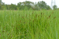 Elzenzegge; Elongated sedge; Carex elongata