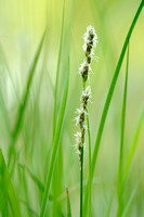 Elzenzegge - Elongated Sedge - Carex elongata