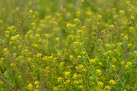 Moeraskers; Marsh Yellow-cress; Rorippa palustris