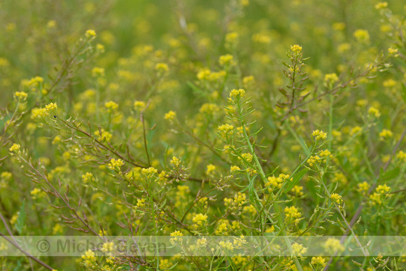 Moeraskers; Marsh Yellow-cress; Rorippa palustris