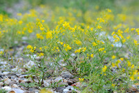Moeraskers;  Marsh Yellow-cress; Rorippa palustris