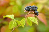 Dauwbraam; Dewberry; Rubus caesius