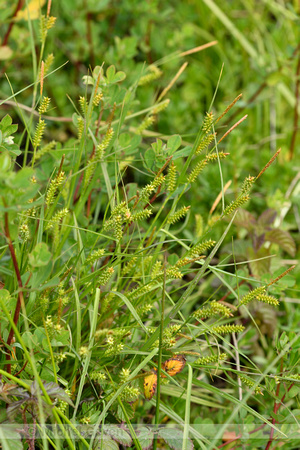 Zilte zegge; Carex distans