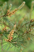 Grove den; Scots pine; Pinus sylvestris