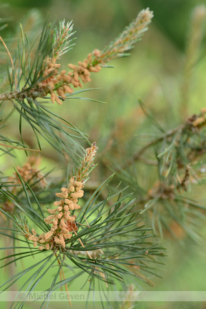 Grove den; Scots pine; Pinus sylvestris