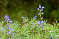 Blauwe Lupine; Narrow-leaved Lupin; Lupinus angustifolius subsp.